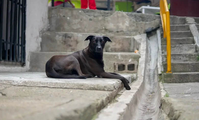 Sanidas mascotas en Medellín, Foto/Alcaldía