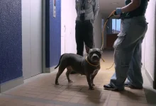 Dos animales fueron retirados de una vivienda. Foto/Alcaldía