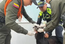 Atención veterinaria. Foto/ Policía Metropolitana