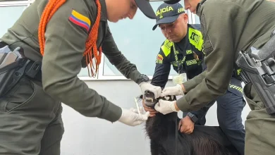 Atención veterinaria. Foto/ Policía Metropolitana