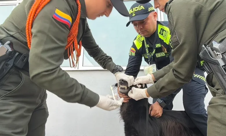 Atención veterinaria. Foto/ Policía Metropolitana