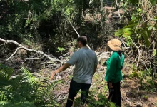 Según Corantioquia los ejemplares llegaron de manera natural al estanque