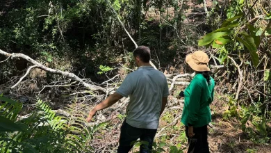 Según Corantioquia los ejemplares llegaron de manera natural al estanque