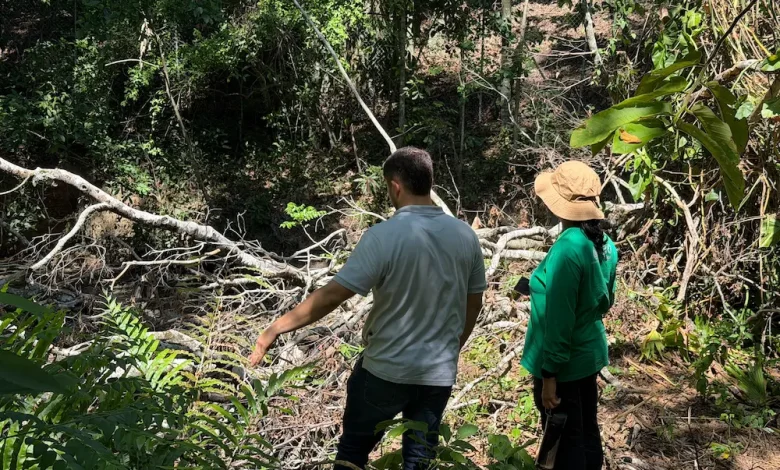 Según Corantioquia los ejemplares llegaron de manera natural al estanque