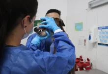 Medellín renueva su registro de mascotas. FOTO/ Alcaldía