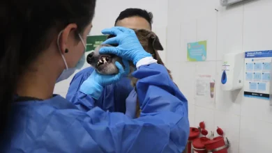 Medellín renueva su registro de mascotas. FOTO/ Alcaldía